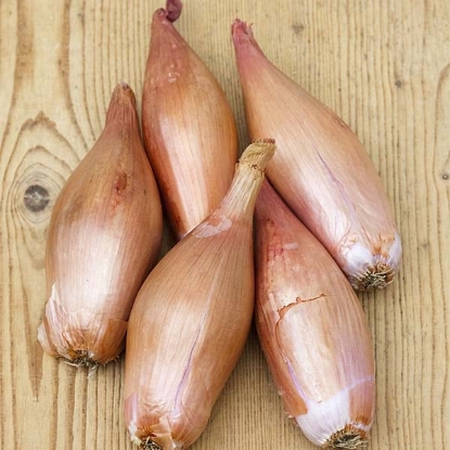 Picture of Zebrune Shallot Seed